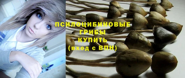 хмурый Аркадак